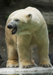 Polar Bear 